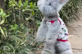 星黛露原型实锤！女生带宠物兔出街萌翻众人，网友：这真的不是玩偶吗？来源：#小羊拍客 （采访：朱艾婷 编辑：赵翊辰 实习生：涂雨歆 审签：杰昌）#星黛露 #宠物兔 #可爱