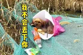 我终于等到你啦 #救助流浪狗 #约克夏视频封面