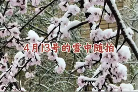 2025年4月13号长春下大雪了，雪中随拍 #春雪 #春暖花开奔你而来 #记录身边好春光 #踏雪赏花