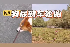 狗尿到了车轮胎上，语气和态度决定了事态的发展#养狗视频封面