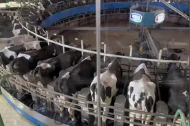 君乐宝产奶基地，透明化生产，君乐宝的冰激凌味道不错啊视频封面