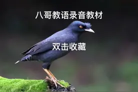 八哥教语一到万吉祥成语录音教材，双击收藏 #八哥学语