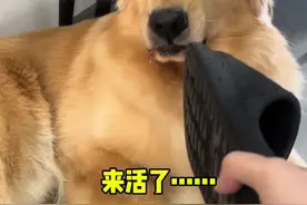 老员工不敲打一下真是不行#狗狗 #金毛 #护食 #金毛小年视频封面