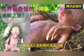 最离奇的事，一农场主养的母猪，竟然生下了酷似人类婴儿的小猪崽视频封面
