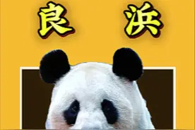 史上出国年龄最小的熊猫，25年产下12只幼崽存活10只，海外最大的浜家族已全部回国！#大熊猫良浜 #大熊猫 #国宝大熊猫 #大熊猫永明 #熊猫 @抖音短视频 @DOU+小助手 @DOU+上热门