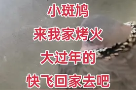 #万物皆有灵性 #爱鸟护鸟 #视频封面