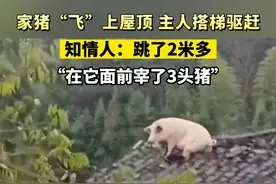 家猪“飞”上屋顶 主人搭梯驱赶，知情人：跳了2米多，“在它面前宰了3头猪”。
