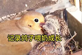 鸽子刚出生的时候，不是吃食物，而是鸽妈分泌乳汁给它吃