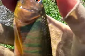 夏天彩马喜欢待缓流末端 夏天到一个河流，优先找缓流末端，大彩马最喜欢在这位置。没有之一。#马口小仙亮片 #路亚马口 #马口鱼