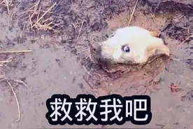 举手之劳，男子拯救深陷泥坑的流浪狗  #动物救助#流浪狗#万物皆有灵性#好人一生平安 #关爱动物善待生命视频封面
