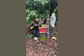 活框土养过箱 先把收回来蜂关一天，第二天下午再过箱，过箱后饲喂装防逃片，等3天后检查一次吃完继续喂，没吃完等下个三天，当地有蜜喂一次就行！有子脾后去掉防逃片，后续半个月检查一次，靠近隔板造脾了就➕框，就可以了！#蜜蜂 #农村养蜂人 #养蜂人 #蜜蜂养殖技术视频封面