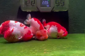 不要被外界的传言吓到。兰寿还是很好养的#兰寿