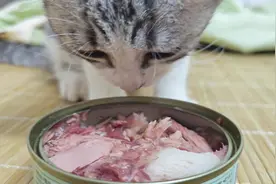 沉浸式吃播#记录猫咪日常 #小猫吃饭视频视频封面