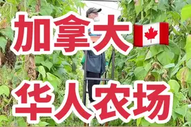 加拿大 华人农场 #参观农场 #加拿大农场#海外生活 #抖音带你看世界 #北美农场视频封面