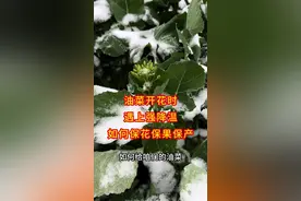 腊月油菜花开又遇上强降温大风雪，如何保花保果挽救产量，这一步千万不能忽略#分享农业知识帮农民增产增收 #油菜种植 #增产增收才是硬道理 #保花保果 #保花保果配方视频封面