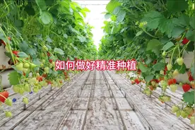 如何做好精准种植？#支持三农扶持三农发展 #智慧农业 #乡村振兴视频封面