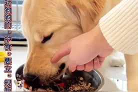 没有规矩不成方圆，对狗狗的“护食”要硬下心来“纠正”视频封面