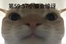 #魔性猫咪表情包 #别划走 #曼波 一定要看完