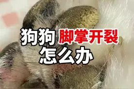 狗狗脚掌开裂怎么办 #比熊  #狗狗脚掌开裂 #养宠问题找安爸视频封面
