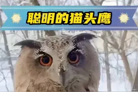 猫头鹰每天都来帮女孩送信 #神奇动物在抖音 #人与动物和谐共处 #万物皆有灵性 #萌宠出道计划 #动物的迷惑行为视频封面