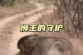 狮王的守护 狮王保护小狮子勇斗流浪雄狮#解说版动物世界#内容启发搜索#看动物世界品百味人生#神奇动物在抖音
