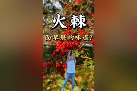 蔷薇科火棘属的火棘，别名救军粮、火把果，你有吃过吗？口感沙沙的，味道有点像面苹果。全株可以药用，还可以用来插花，你们那里有火棘吗？#火棘果 #火棘盆景 #火棘 #火把果 #救军粮