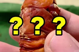 长戟大兜虫 逼人血统 #神奇动物在这里 #神奇动物在抖音 #关于昆虫的科普知识 #神奇的大自然 #你能叫出它的名字吗