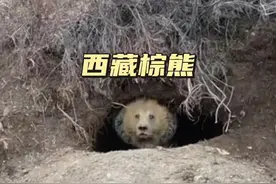 西藏棕熊 人们往往忽视西藏棕熊强悍的战斗力#神奇动物在抖音 #野生动物零距离 #看动物世界品百味人生 #内容启发搜索 #解说版动物世界视频封面