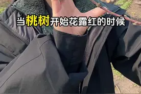 桃树防虫两遍药 抓好这两个时间一个配方都搞定 #桃树管理 #蚜虫防治 #果树管理 #虫害防治 #果园管理视频封面