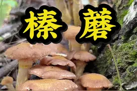 今年的#榛蘑 出来了，今天就采它！#大自然的馈赠 #上山采蘑菇 #捡菌子#采蘑菇视频封面