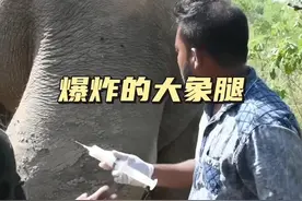大象爆炸 大象的腿部严重肿胀，就在治疗的过程中意外发生了#神奇动物在这里#解说版动物世界#动物救援#人与动物和谐相处#大象视频封面