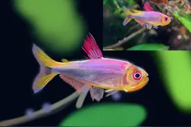 提笔画日，来着VV@ZVV视频封面