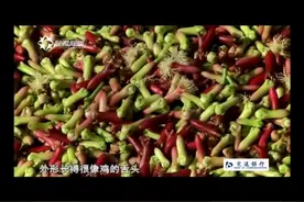 鸡舌香是什么东西？目前，印度尼西亚的丁香产量居世界霸主地位视频封面
