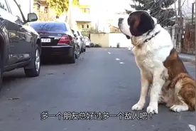 为什么老说狗是人类的好朋友？其实，它们和所有动物都是朋友视频封面