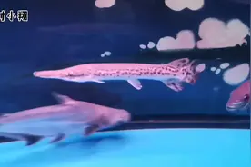 小伙又整了一条鳄雀鳝，一入缸就被地图鱼给盯上了，赶紧隔离起来