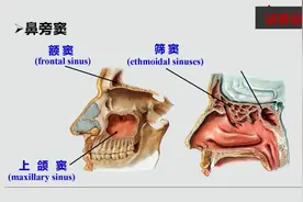 鼻腔和口腔的详细解剖      难得详细讲解视频封面