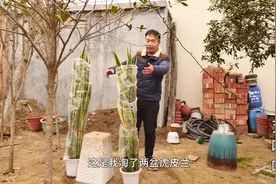 大棵虎皮兰换盆，这样移栽的方法最正确