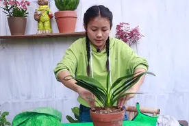 种君子兰，学会“一包二压”，长得快容易开花！视频封面