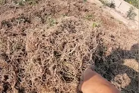 韮菜根可以入药，小伙分享它的用法及功效，最后奉上地方特色吃法视频封面