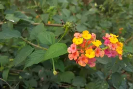 农村这种植物叫五色花，煲水洗澡好处这么多？这1种人群很适合