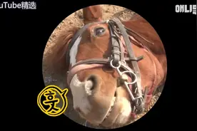 为了偷懒而装死的戏精马你见过嘛~