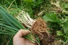 亚亚告诉你分葱和小葱的区别和作用，以及怎么去方便采摘视频封面