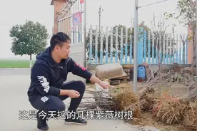 被人丢弃的紫薇树根，挖出来做盆景，你看怎么样视频封面