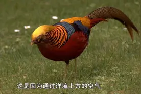 地球的力量：海洋贮藏了大量的热量，其中大部分来自太阳视频封面