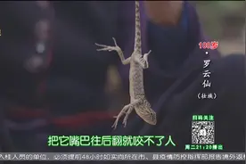 百岁罗奶奶有一种丈夫发明的神奇滋补药酒——四脚蛇药酒外敷内调视频封面