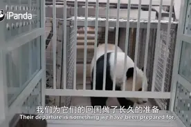 大熊猫“美香”一家三口即将回国图片