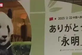欢迎滚滚们回家！两天4只旅日大熊猫回国，它们带回什么“成果”？图片