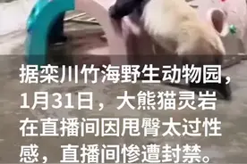 大熊猫灵岩“性感抖臀”致直播间被封，园方回应图片