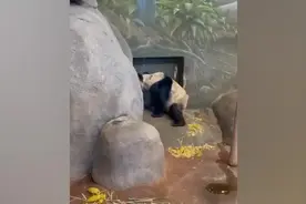 在美华人称“丫丫”饮食条件已有改善图片