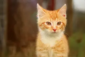 做梦梦到猫咪预示着什么？#传统文化 #周公解梦视频封面